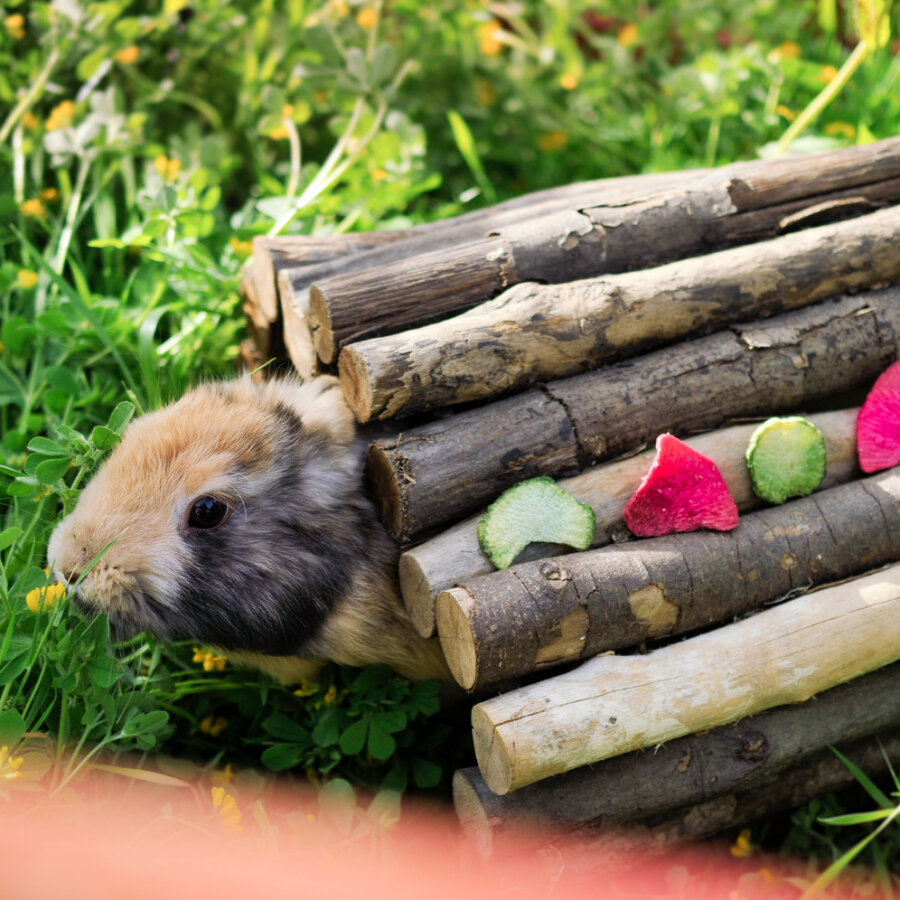 grünhopper Rettich Chips