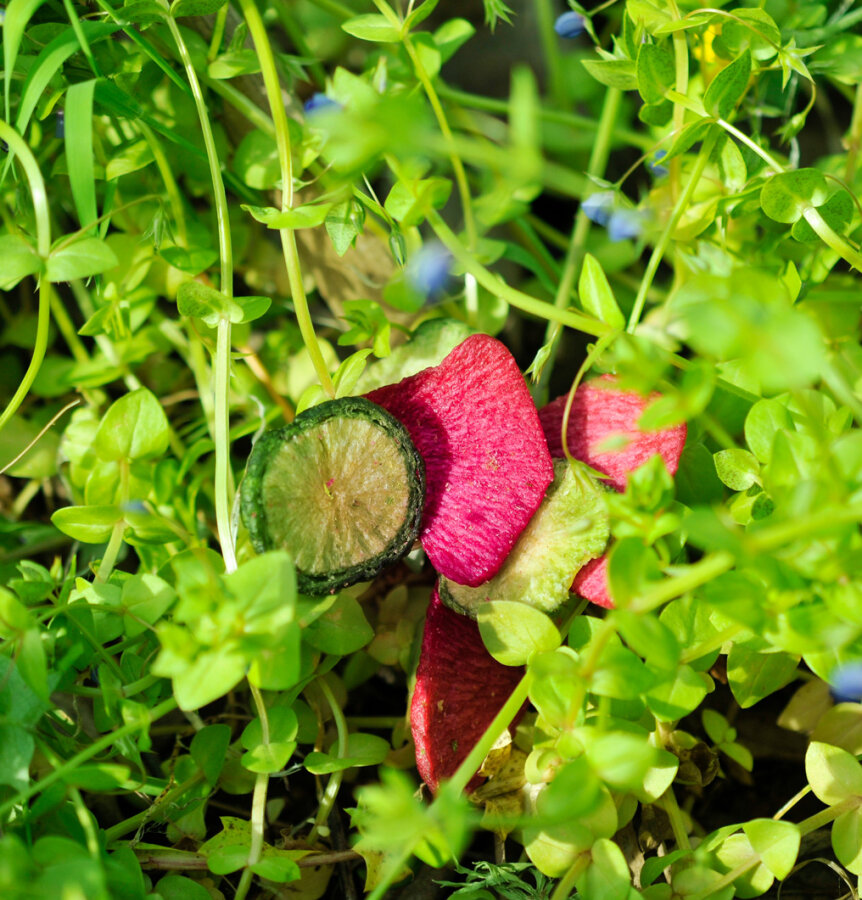 grünhopper Rettich Chips