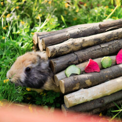 grünhopper Rettich Chips