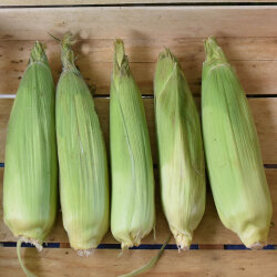 Frischekiste Maiskolben