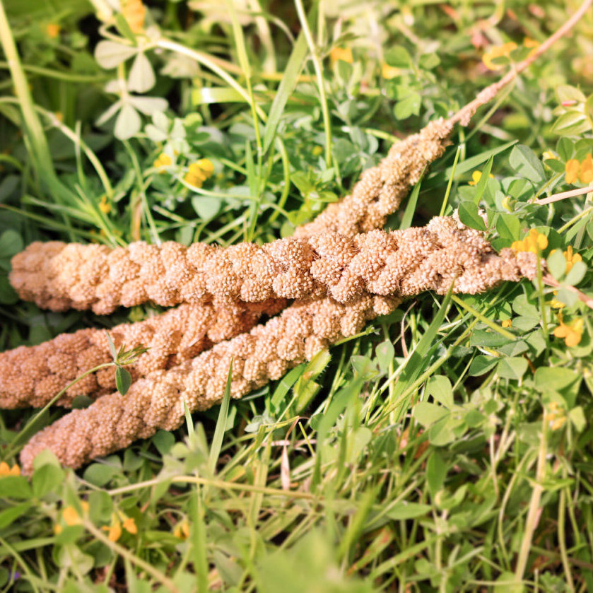 grünhopper Épis de millet 3 pièces