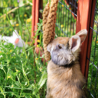 grünhopper Épis de millet 3 pièces