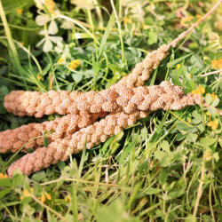 grünhopper Épis de millet 3 pièces