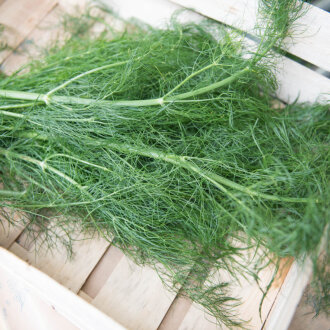 Frischekiste Fenchelgr&uuml;n