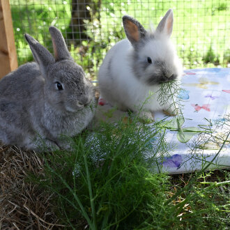 Frischekiste Fenchelgrün