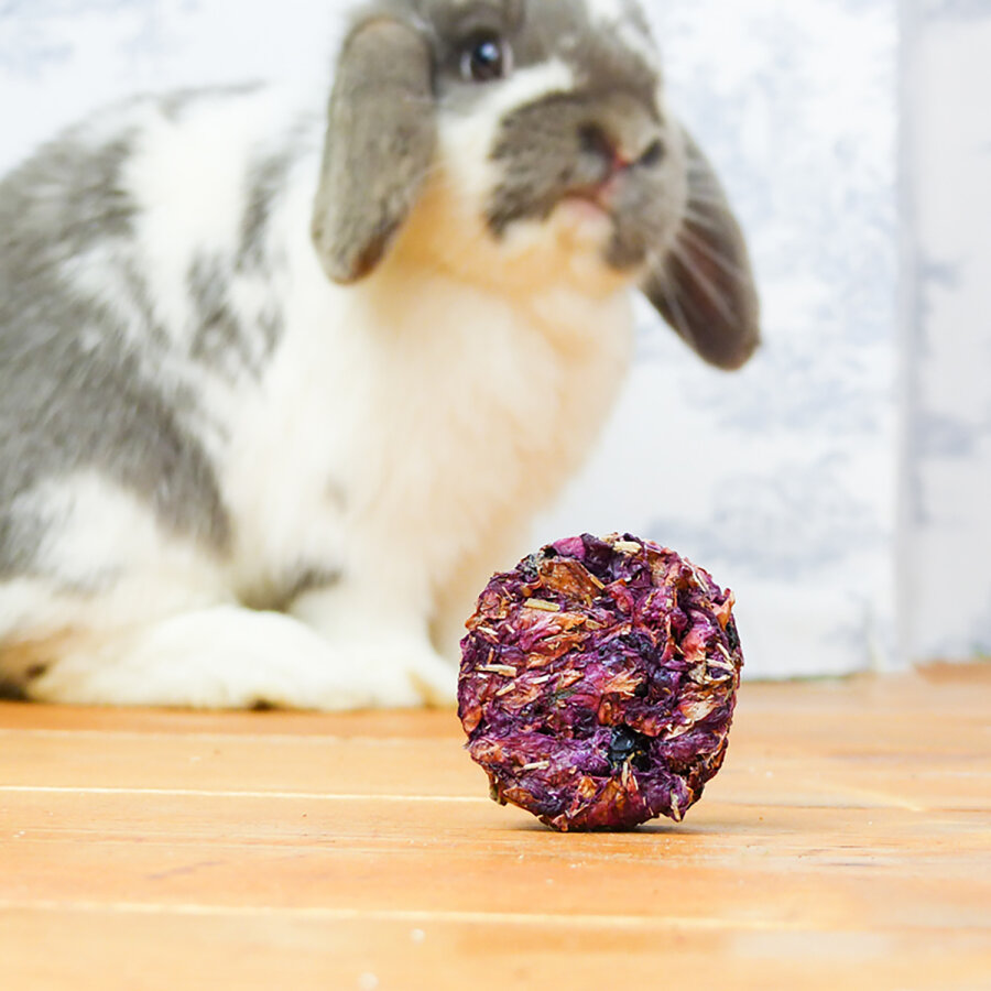 grünhopper Nachteule