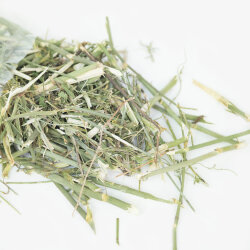 grünhopper fenouilkraut