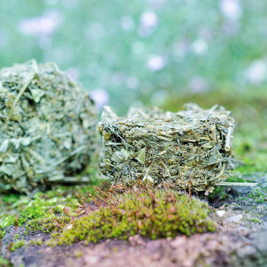 grünhopper Grashüpfer