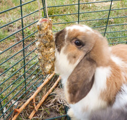 grünhopper Barnies Dandelion