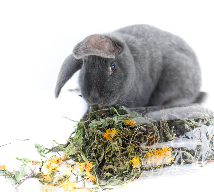 grünhopper Wildkräutersparpaket
