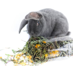 grünhopper Wildkräutersparpaket