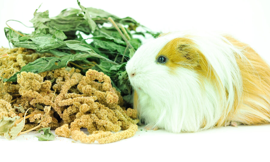 grünhopper Amérique du Sud