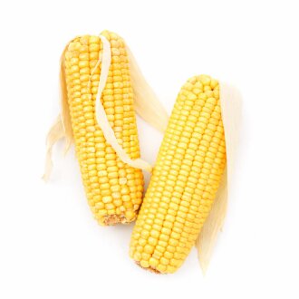 grünhopper épis de maïs