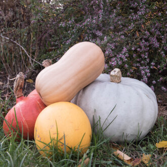 Frischekiste Kürbisbar