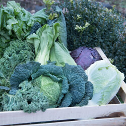 Frischekiste Kohlbox 5 kg