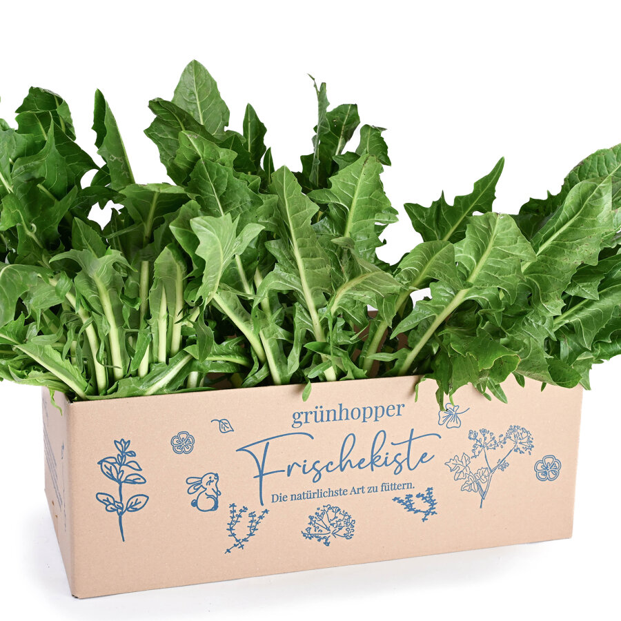 Frischekiste Löwenzahn 2 kg