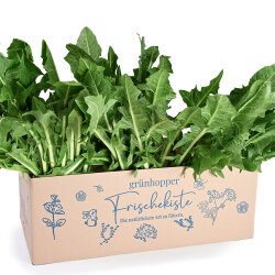 Frischekiste Löwenzahn 2 kg
