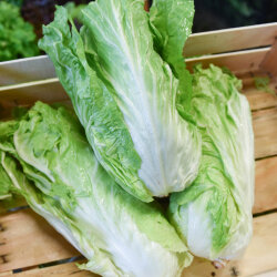 Frischekiste Zuckerhut