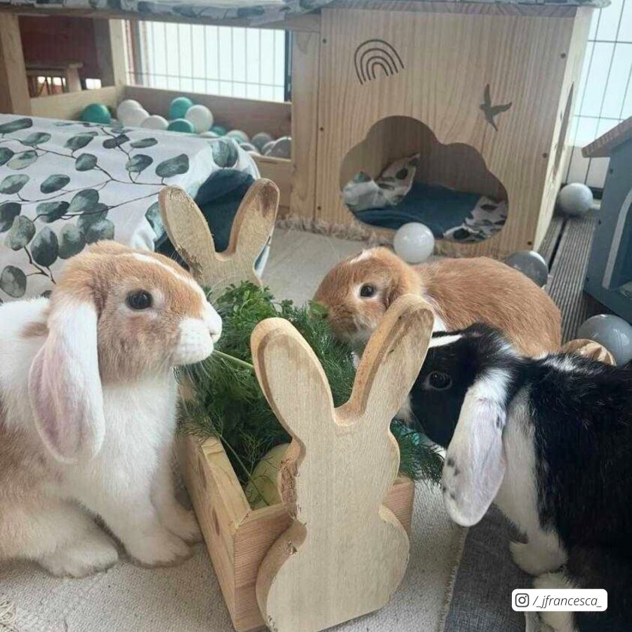 Hopplwerk Raufe Baldwin