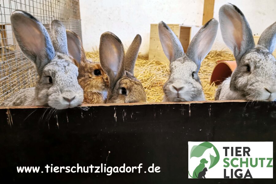 Spendenaktion - 03059 Tierschutzliga Neuhausen/Spree
