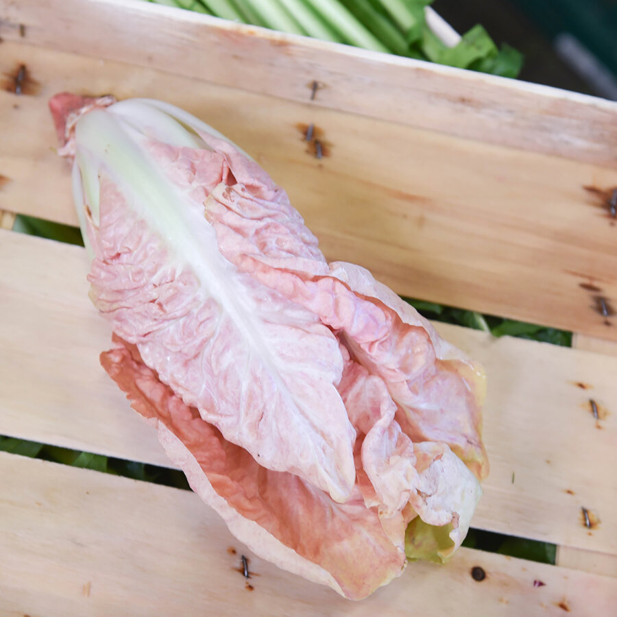 Frischekiste pink Radicchio