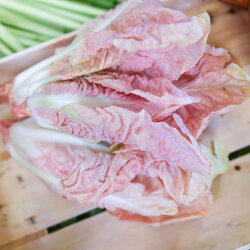 Frischekiste pink Radicchio