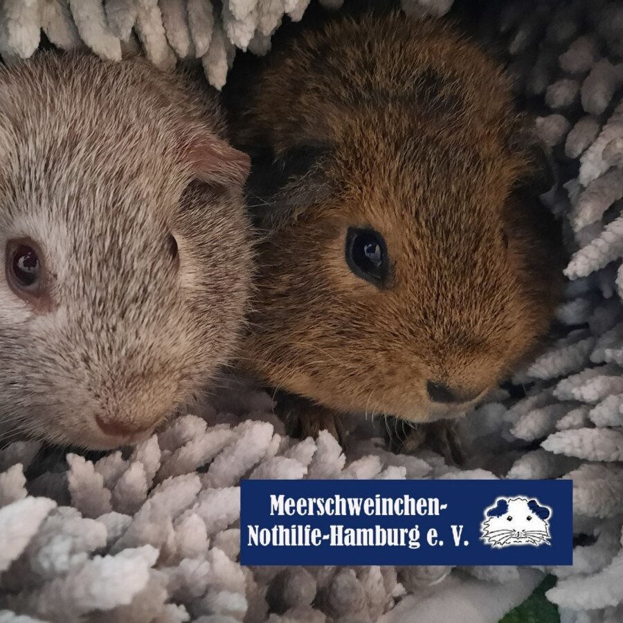 Spendenaktion - Meerschweinchen-Nothilfe-Hamburg e.V.