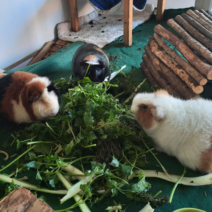 Spendenaktion - Meerschweinchen-Nothilfe-Hamburg e.V.