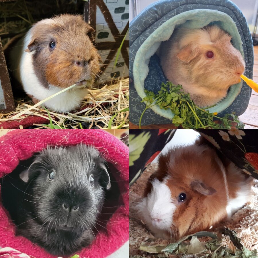 Spendenaktion - Meerschweinchen-Nothilfe-Hamburg e.V.