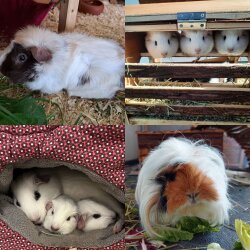 Spendenaktion - Meerschweinchen-Nothilfe-Hamburg e.V.