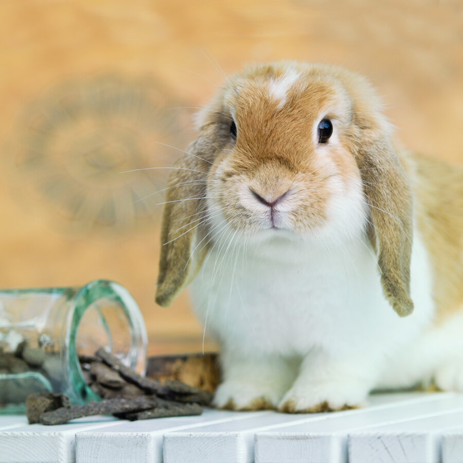 grünhopper Graines de chanvre-Cameline Flocken