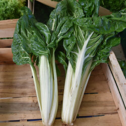 Frischekiste Mangold