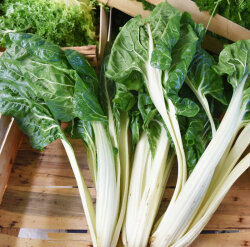 Frischekiste Mangold