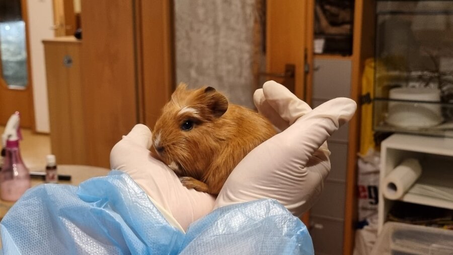 Spendenaktion - Notschweinchen aus NEA