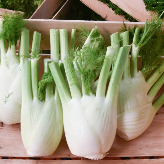 Frischekiste Fenchel