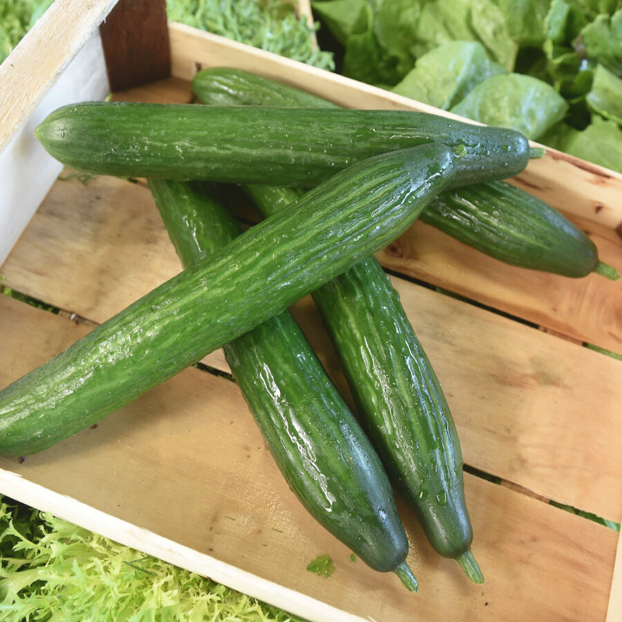 Frischekiste Salatgurke