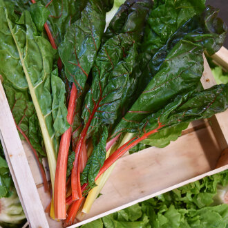 Frischekiste Bunter Mangold