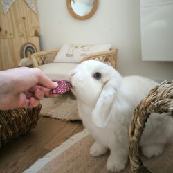 grünhopper Hopps noix de coco Pomme