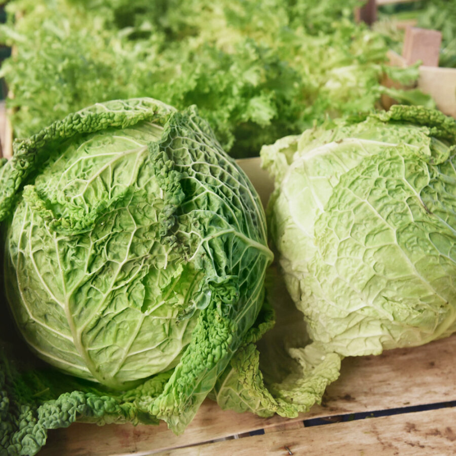 Frischekiste Wirsingkohl