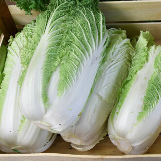 Frischekiste Chinakohl