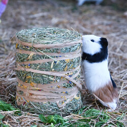 Maxi Heuballen mit Blüten
