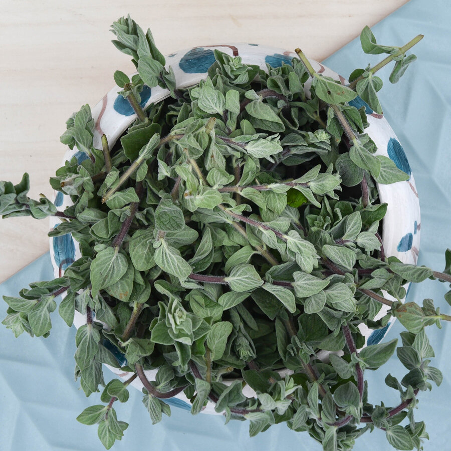 Frischekiste Oregano