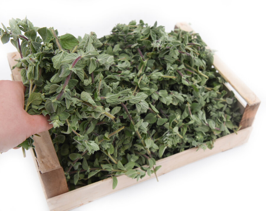 Frischekiste Oregano