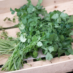 Frischekiste Koriander