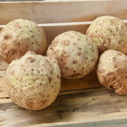 Frischekiste Knollensellerie