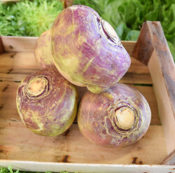 Frischekiste Steckrübe