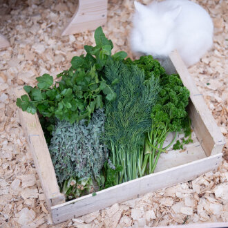 Frischekiste Aufbewahrungskiste