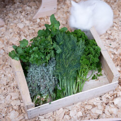 Frischekiste Aufbewahrungskiste