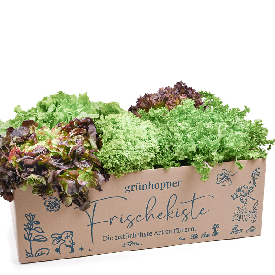 Frischekiste Salatbox 5 Stück