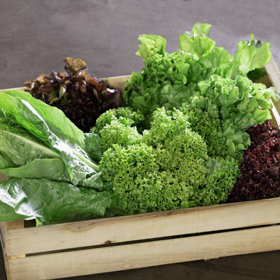 Frischekiste Salatbox 5 Stück